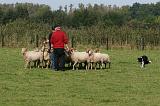 BORDER COLLIE - MOUTONS 001